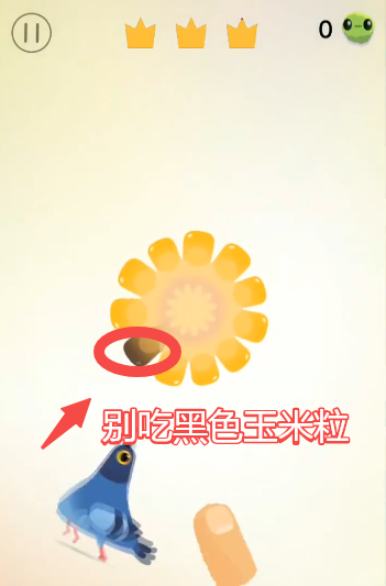 疯狂的鸽子