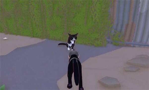 小猫咪大城市
